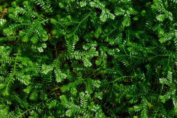 Tropical growing green leaves nature texture pattern