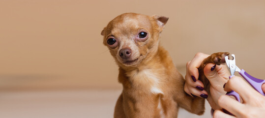 Trimming dog claws and manicures for pets.