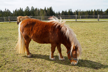 a blond Palomono pony grazing in the Bavarian village Steingaden next to the Wieskirche, Allgaeu or...