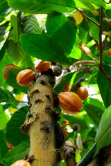 Orange color raw cocoa beans hanging on cacao tree in the forest