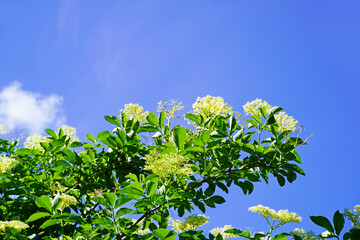 Blossoming elderberry with blue sky in the background. Sambucus
