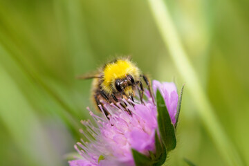 Close-up of a bumblebee collecting nectar on a flower. Bombus.
