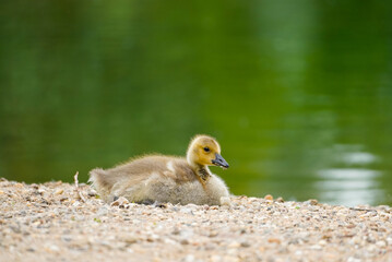 Canada goose chick is resting on the shore. Young bird close-up. Branta canadensis.
