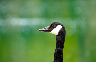 Canada goose in front of a green background. Branta canadensis.
