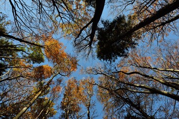 Look up in the autumn forest