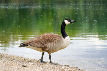 Canada goose on the shore of a lake. Branta canadensis.
