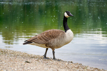 Canada goose on the shore of a lake. Branta canadensis.
