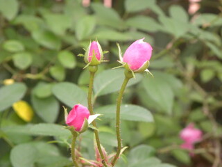 pink rose