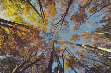 Look up in the autumn forest