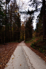 Road through autumn forest