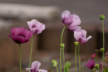 amazing purple poppies summer buds of summer flowers close up, floral background