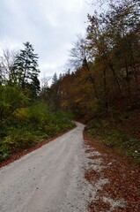 Road through autumn forest