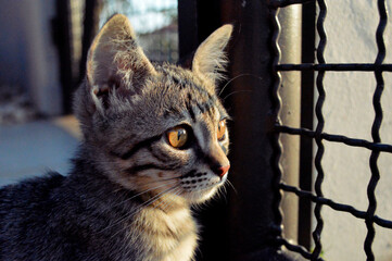 portrait of a tabby cat
