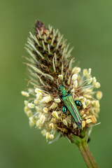 Oedemera Nobilis - Thick-legged Flower Beetle