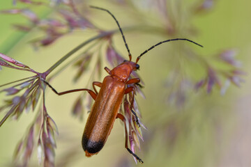Common red soldier beetle - Rhagonycha fulva