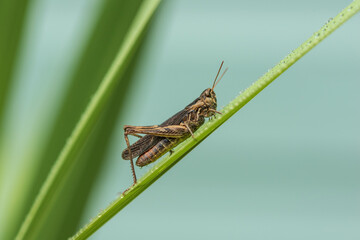 Grasshopper - close up