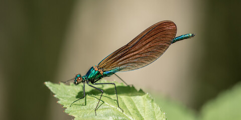 Beautiful Demoiselle - Male
