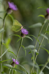 Brimstone Butterfly- Gonepteryx Rhamni,