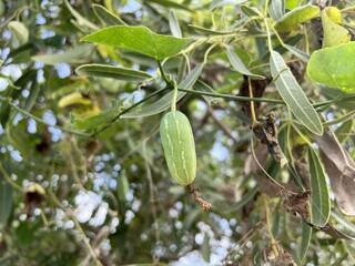green Ivy gourd in garden