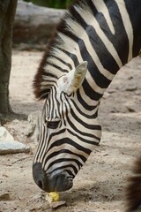 Fototapeta premium Zebra in nature garden