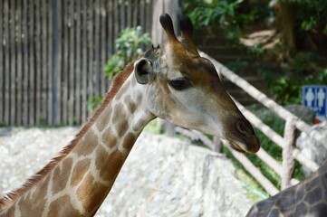 Giraffe in nature garden