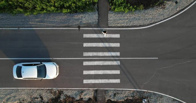 A white car stops in front of a pedestrian crossing, a girl crosses the road. View from the height. Compliance with traffic Rules. The driver gives way to a pedestrian. 