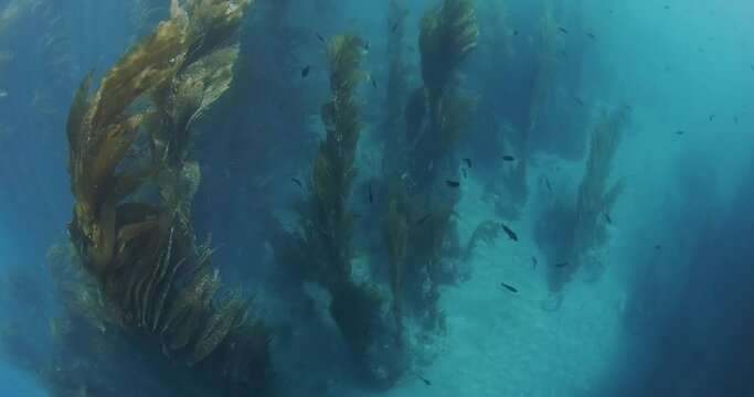 Looking down on shallow kelp forest with blacksmith fish.