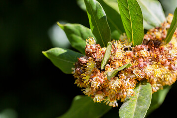 Fototapeta premium Laurus nobilis, Grecian laurel or sweet true laurel is an aromatic evergreen tree or large shrub with green
