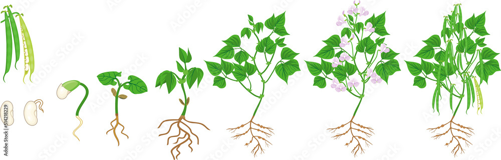 Sticker life cycle of bean plant. growth stages from seeding to flowering and fruiting plant with root syste - Stickers