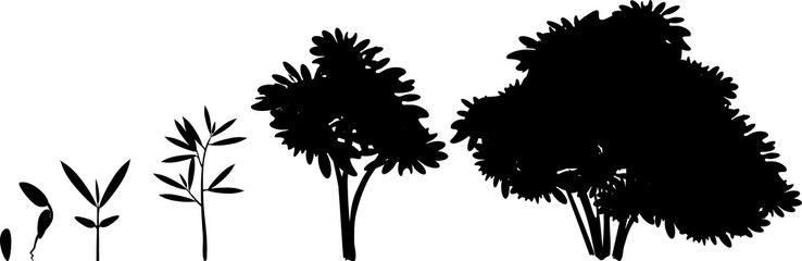 Black silhouette of life cycle of abstract cartoon tree: from seed to old tree. Stages of growth of tree isolated on white background © Kazakova Maryia