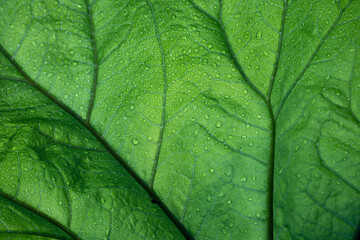 Beautiful green leaf veined in water droplets. Abstract, textured background. Copy space. Bottom...
