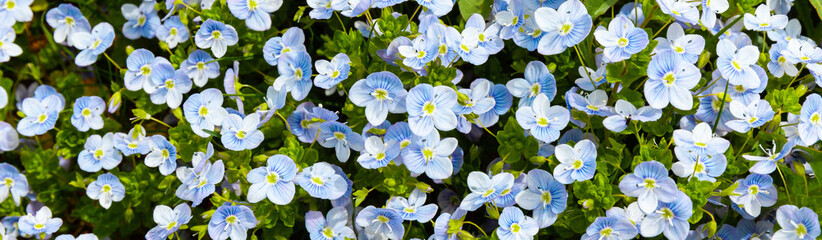 Background of blue wild meadow flowers, close-up.