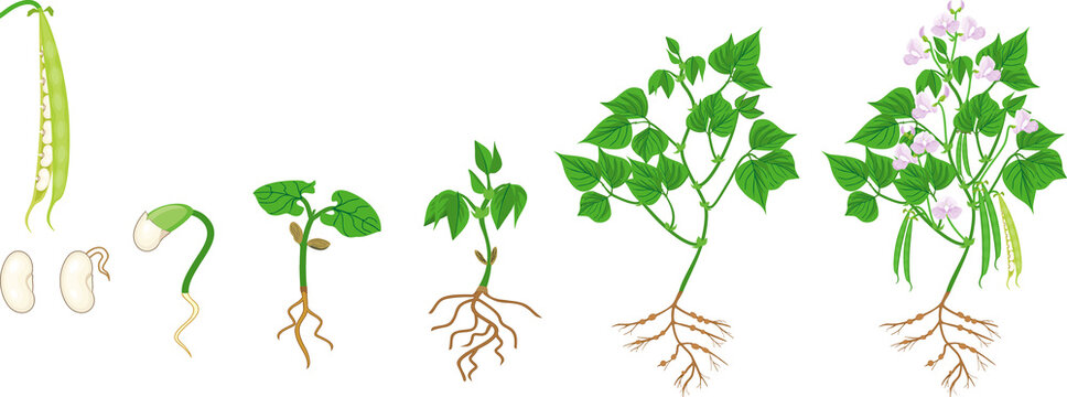 Life cycle of bean plant. Growth stages from seeding to flowering and fruiting plant with root system isolated on white background