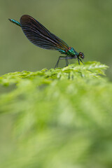 Male Beautiful Demoiselle -Beautiful Demoiselle - Calopteryx virgo
