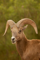 Borrego cimarrón ram México 