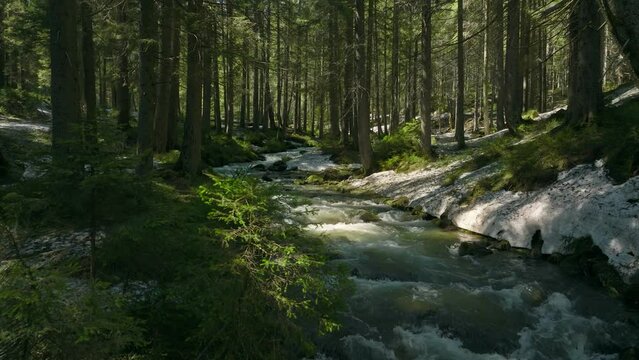 River forest water nature sun snow grass green wood tree magic ice clean