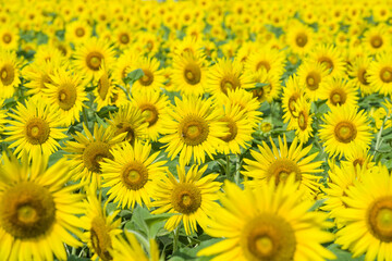 和泉リサイクル環境公園のひまわり