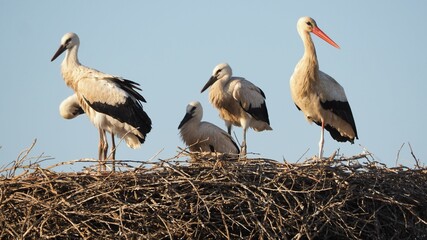 cuatro polluelos de cigüeñas, con picoy patas color negro y plumaje blanco y negro,  con su madre en el nido, lérida, españa, europa  