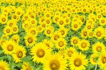 Obraz premium 和泉リサイクル環境公園のひまわり