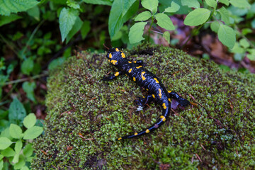 Obraz na płótnie Canvas Fire salamander (Salamandra salamandra) with yellow spots on the moss in the forests in the Ukrainian Carpathian mountains