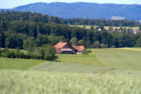 Scenic rural landscape at Forch K&uuml;snacht with mountain panorama in the background on a sunny summer day. Photo taken June 12th, 2022, Forch K&uuml;snacht, Switzerland.