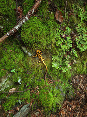 salamander in the forest