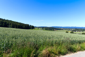 Scenic rural landscape at Forch Küsnacht with mountain panorama in the background on a sunny summer day. Photo taken June 12th, 2022, Forch Küsnacht, Switzerland.