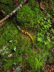 Obraz na płótnie Canvas salamander in the forest