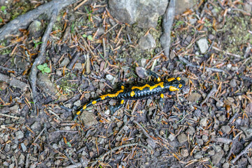 Fire salamander (Salamandra salamandra) - black amphibia with yellow spots or stripes to a varying degree