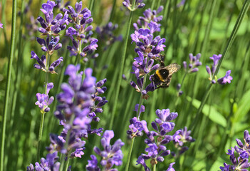 blooming lavender plants and pollinating bees