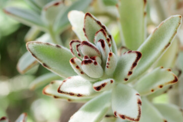 Fototapeta premium Tropical growing green succulent leaves nature texture pattern