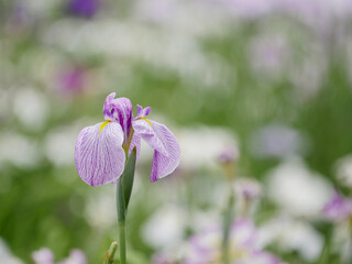 菖蒲7　薄紫