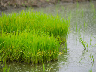 水田6　苗