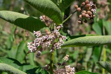 common milkweed flower in nature
